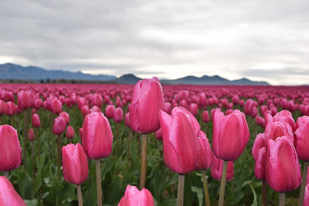 tulips, pink flowers, flowers-4300502.jpg